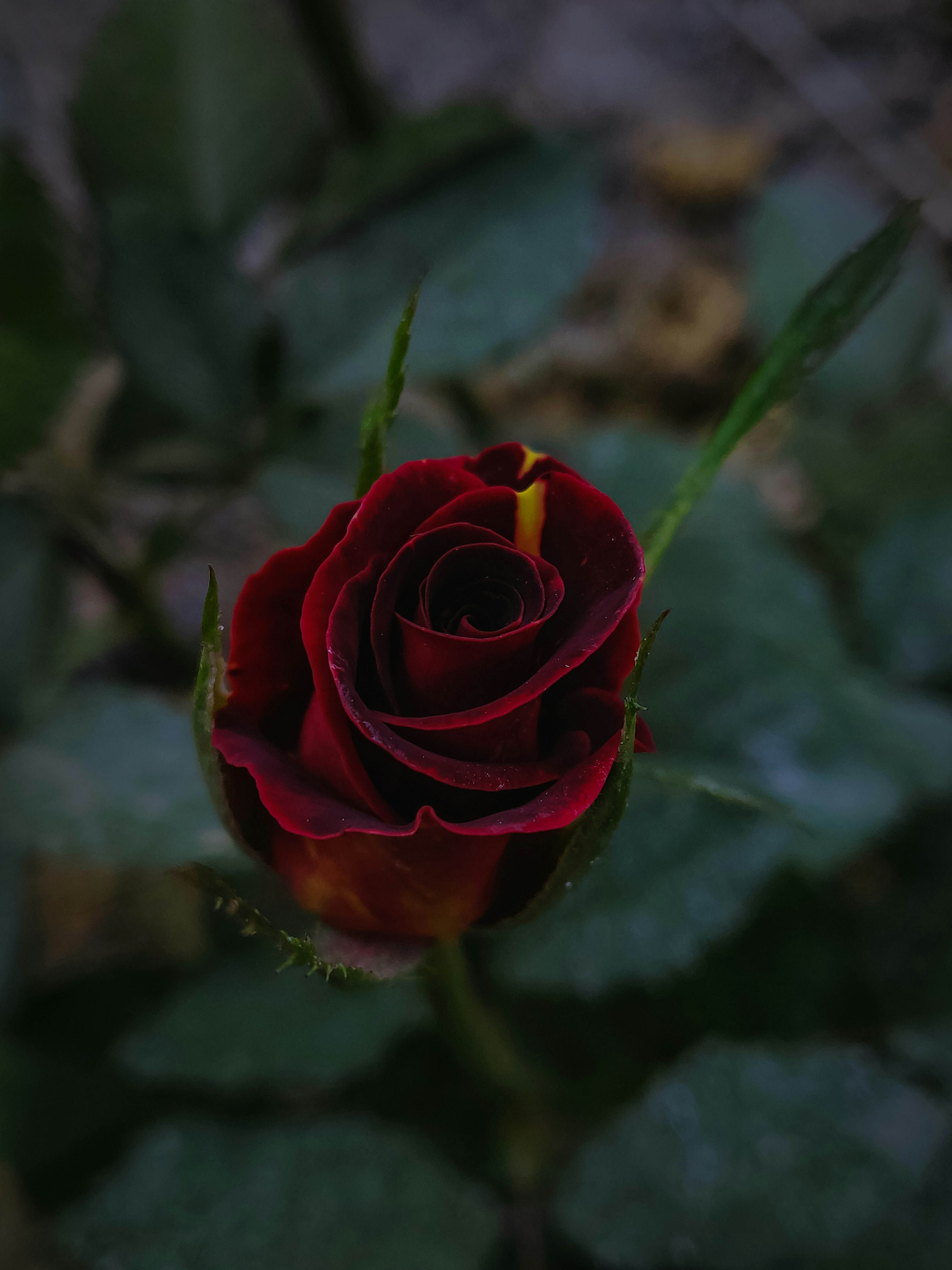 Photo by shivansh941