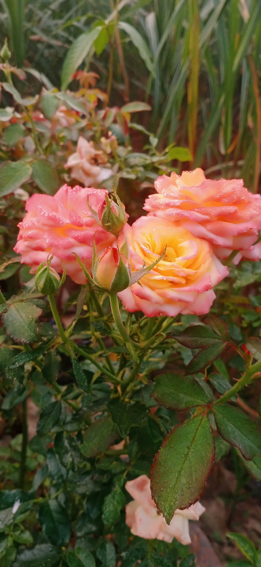 a group of pink flowers