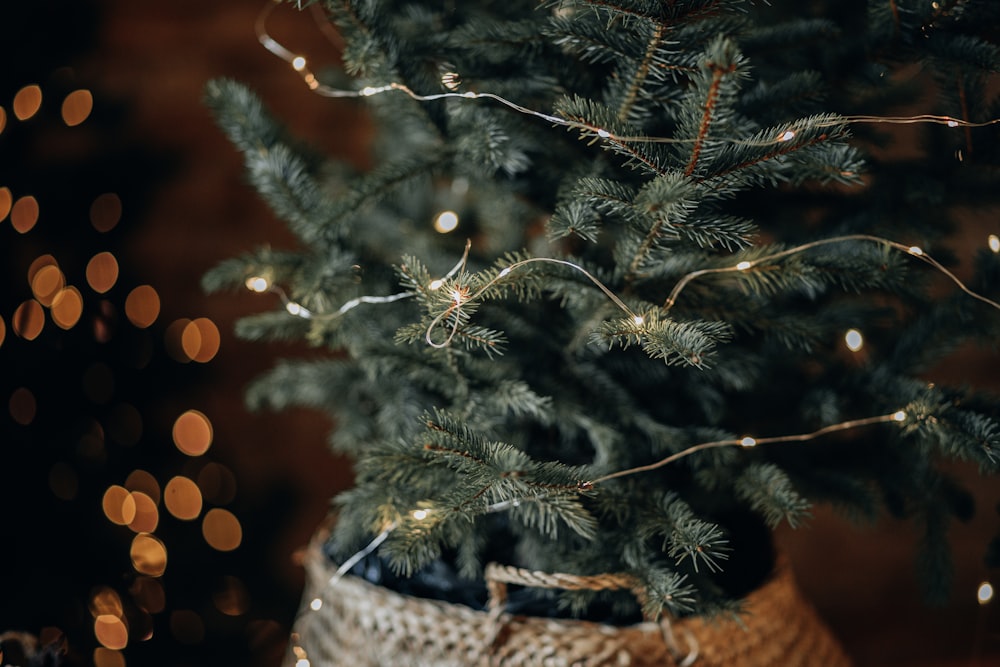 a tree with lights