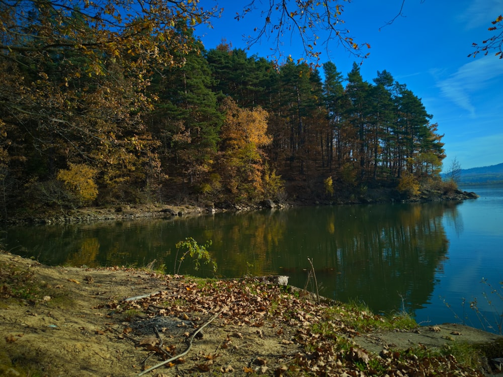 un lago rodeado de árboles