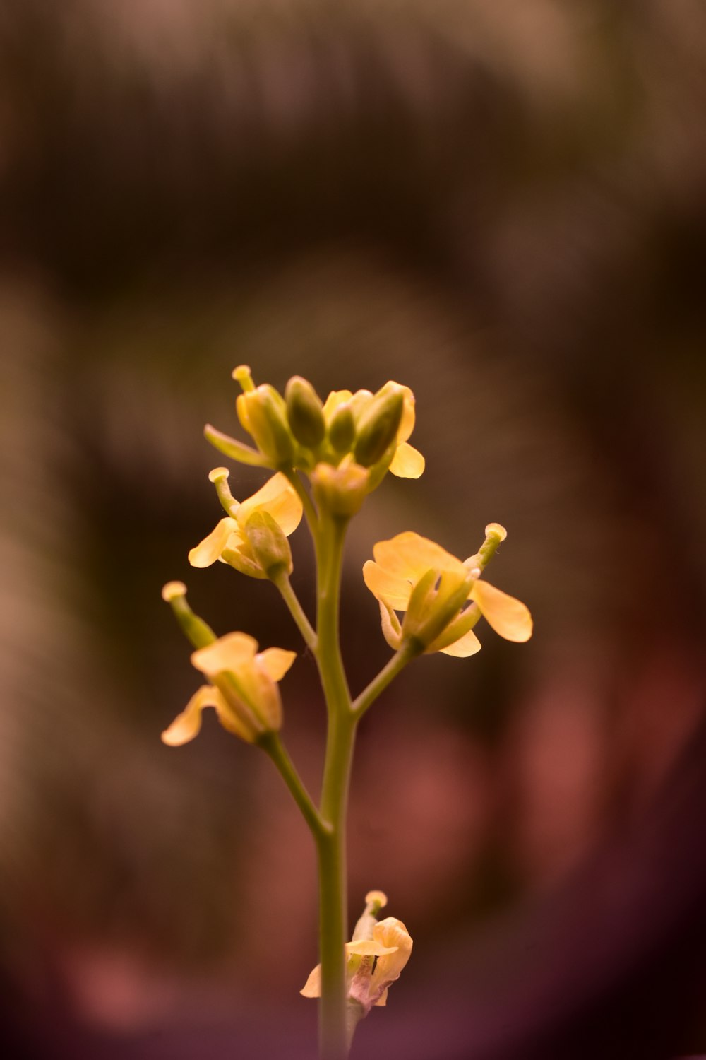 a close-up of a flower