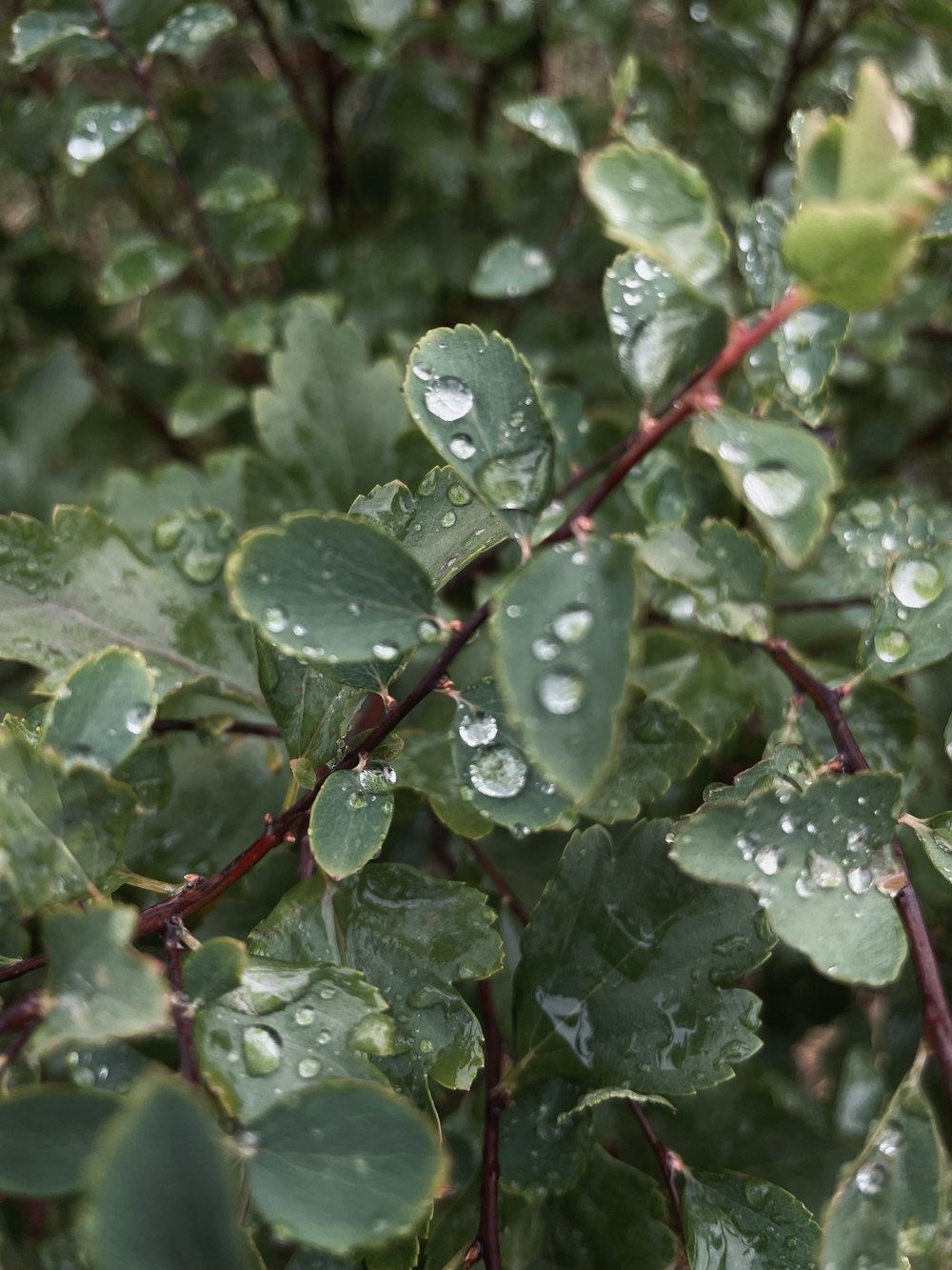 a close up of a plant