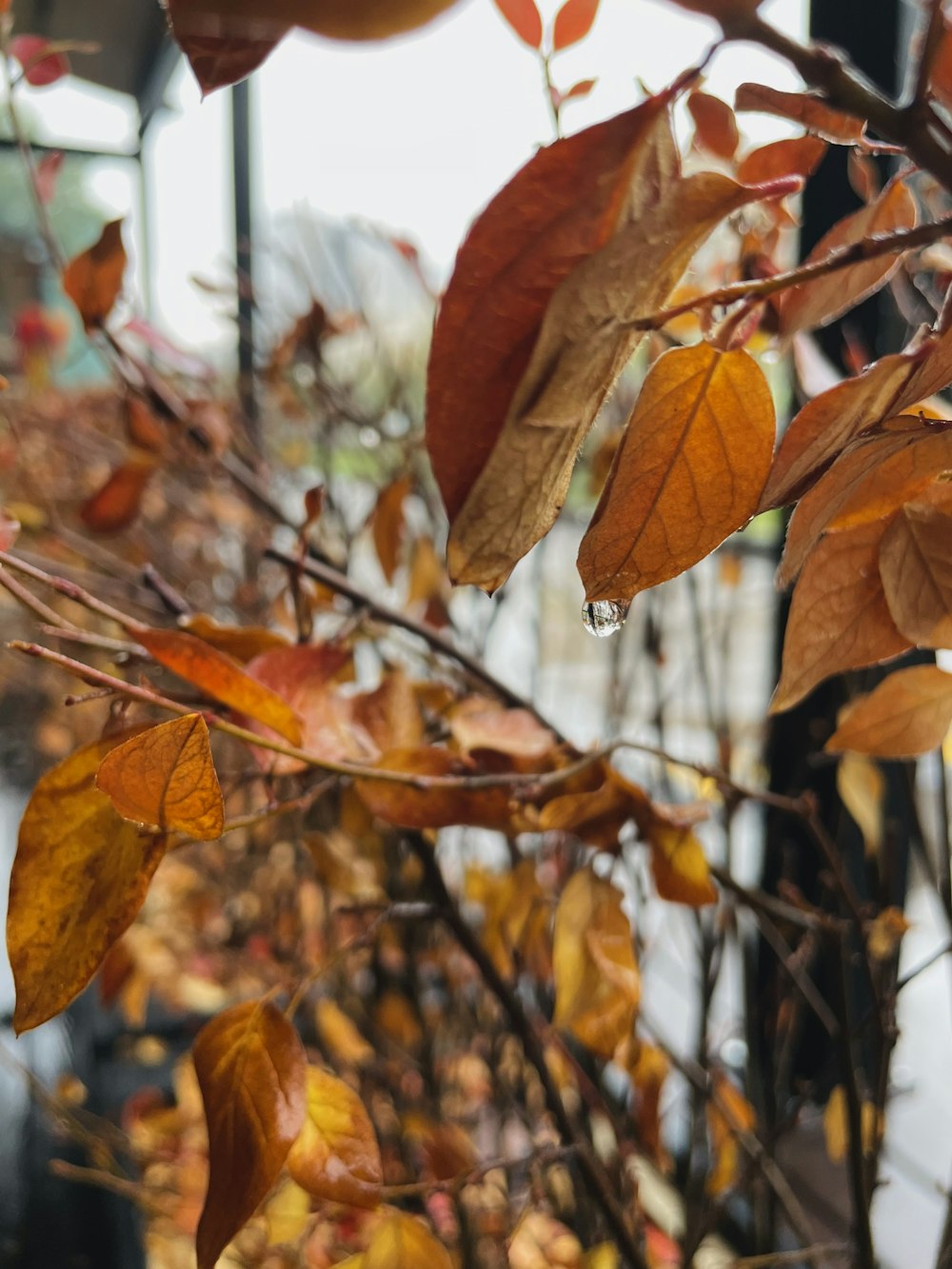 a group of leaves on a tree