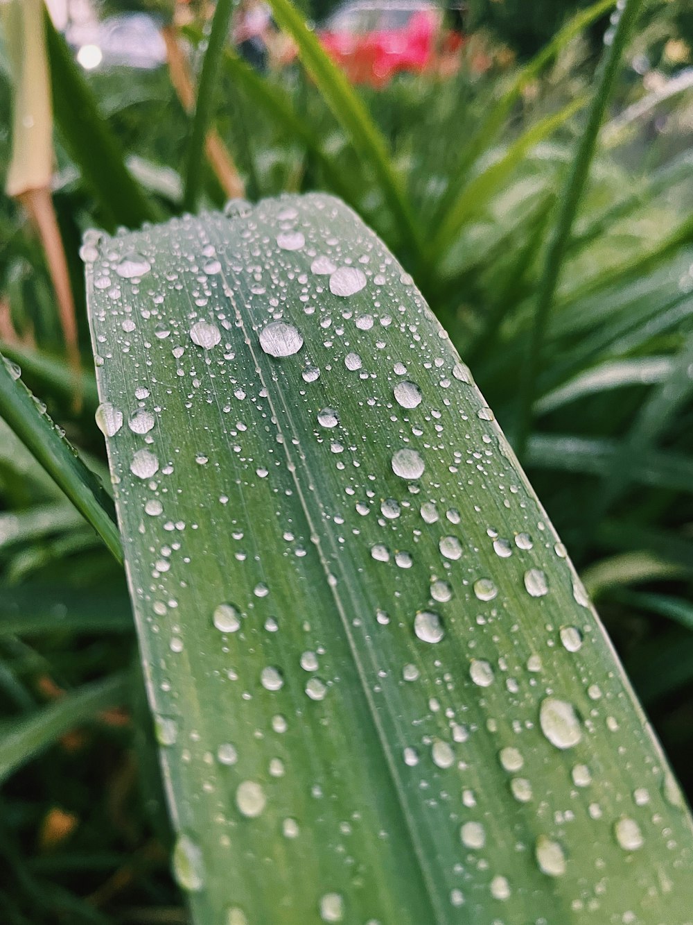 a close up of a leaf