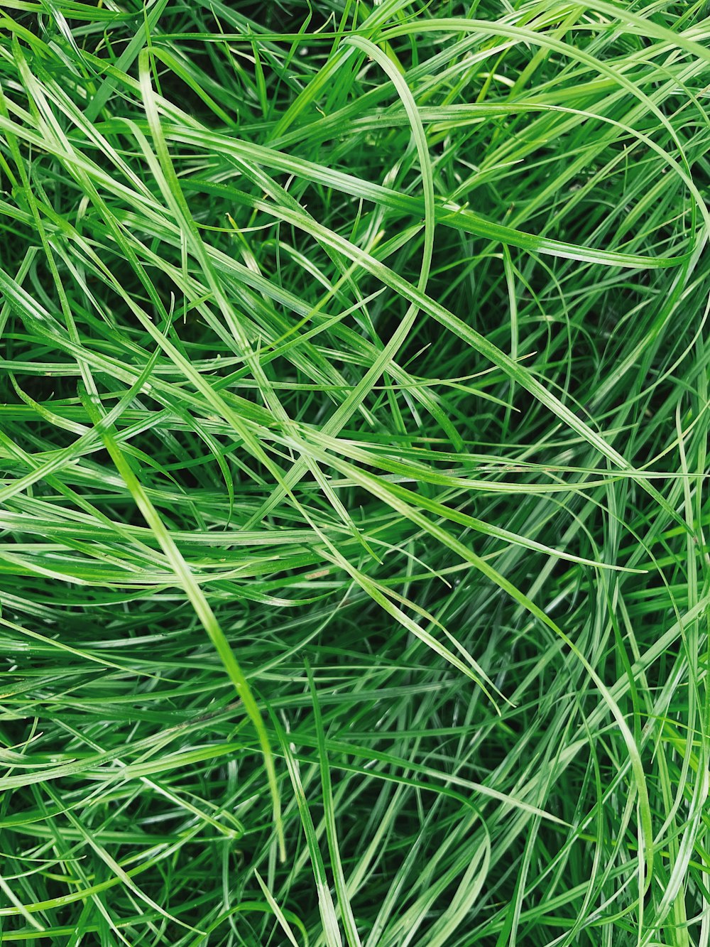 close-up of grass in a field