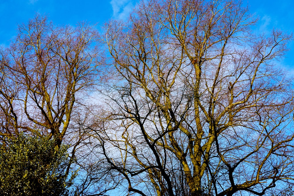 a group of trees with no leaves