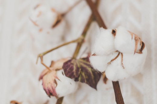 a close up of a cotton leaf