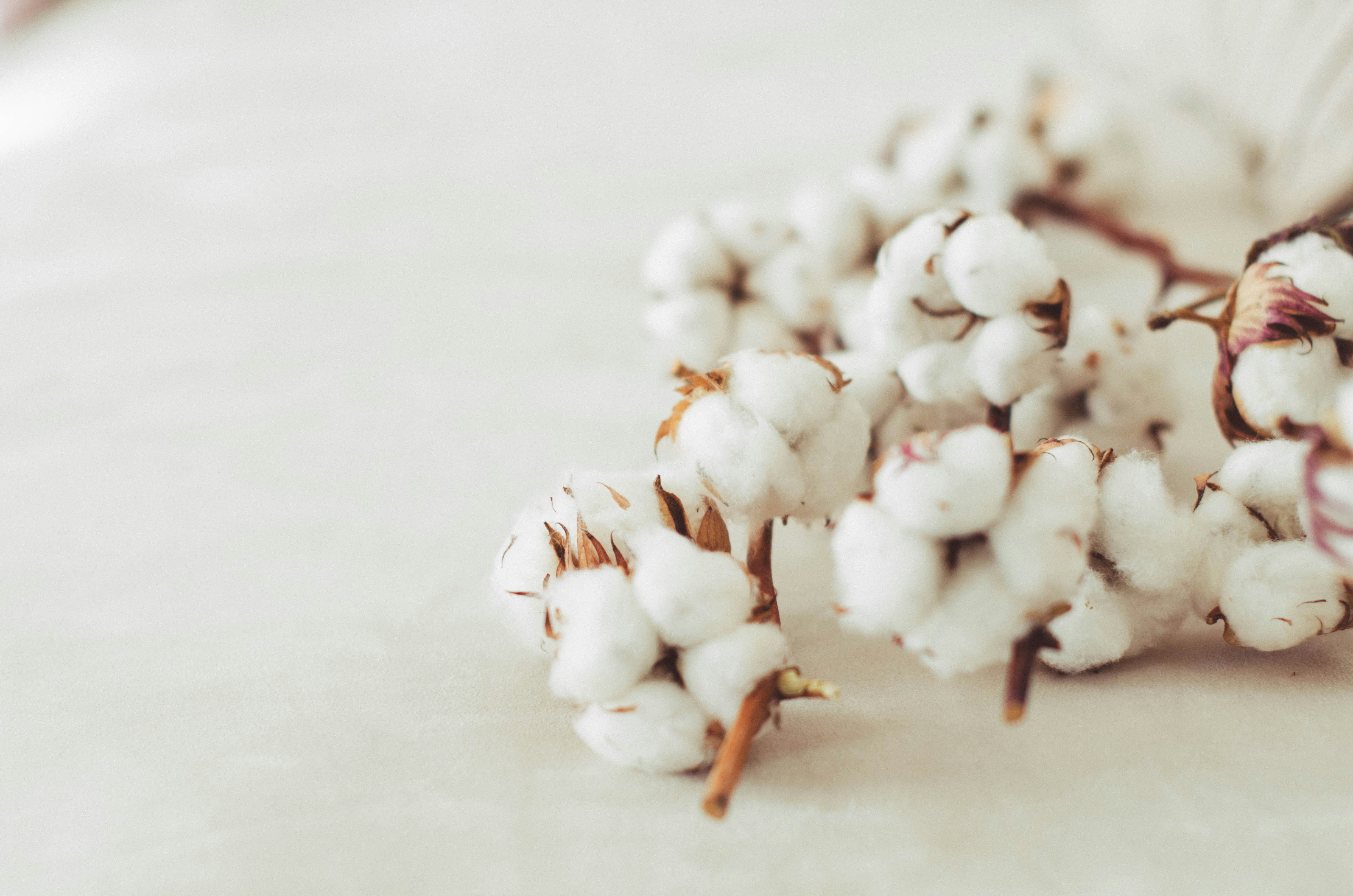 Un primo piano di un fiore bianco