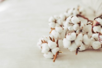 a close up of a white flower