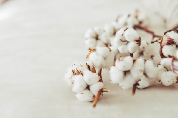 a close up of a white flower