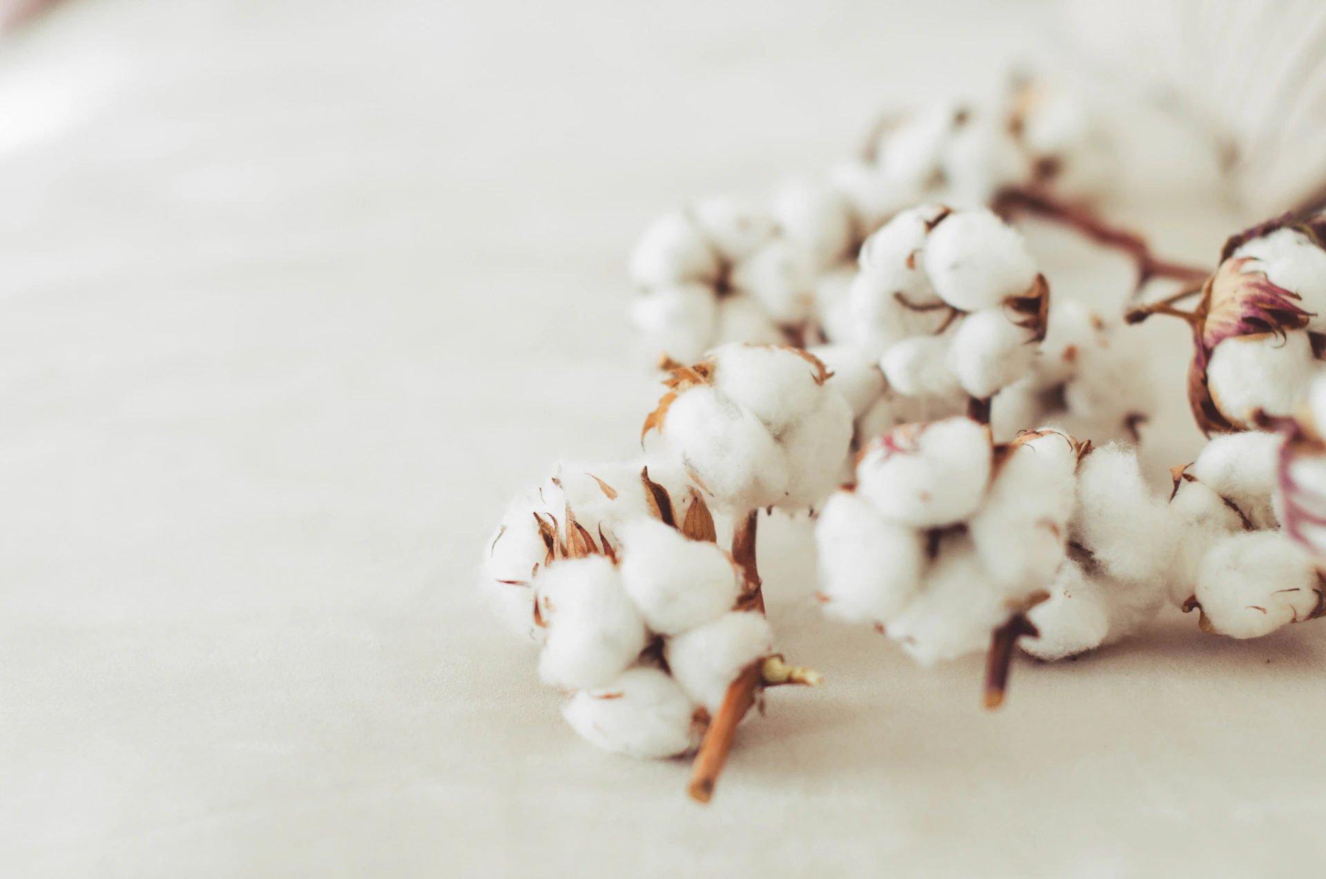 a close up of a white flower