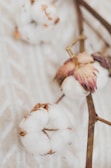 Close-up view of cotton bolls attached to their brown stems, with fibrous white cotton and slightly dried brown and pink husks on a softly blurred textured background.