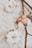 Close-up view of cotton bolls attached to their brown stems, with fibrous white cotton and slightly dried brown and pink husks on a softly blurred textured background.