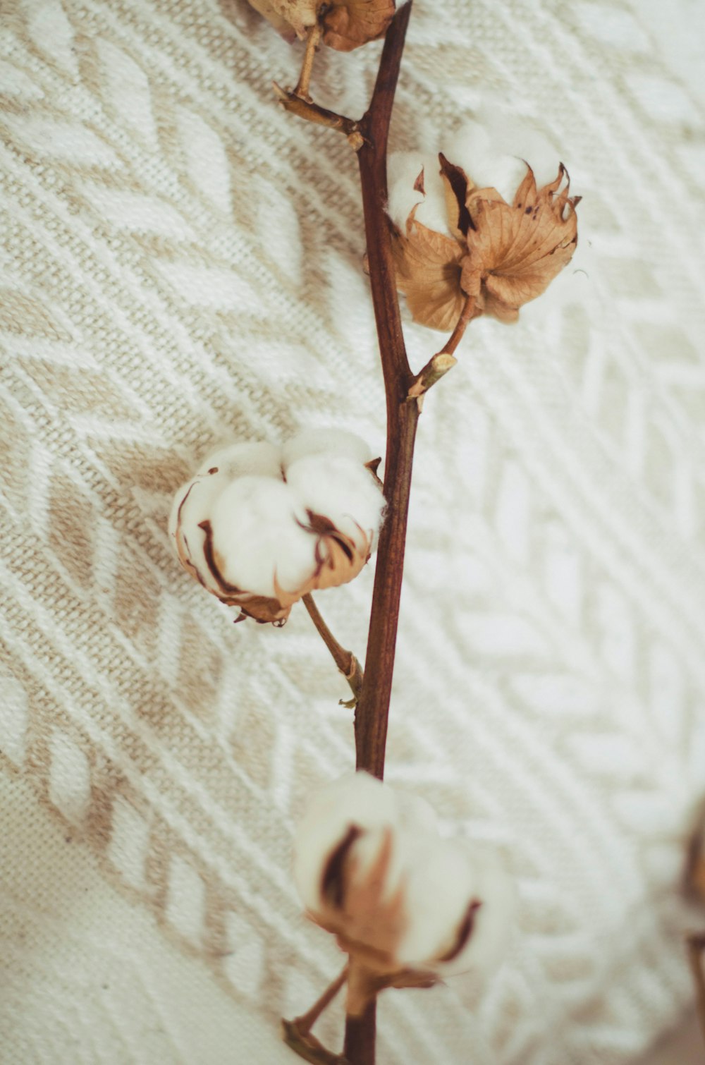 a branch with dried leaves