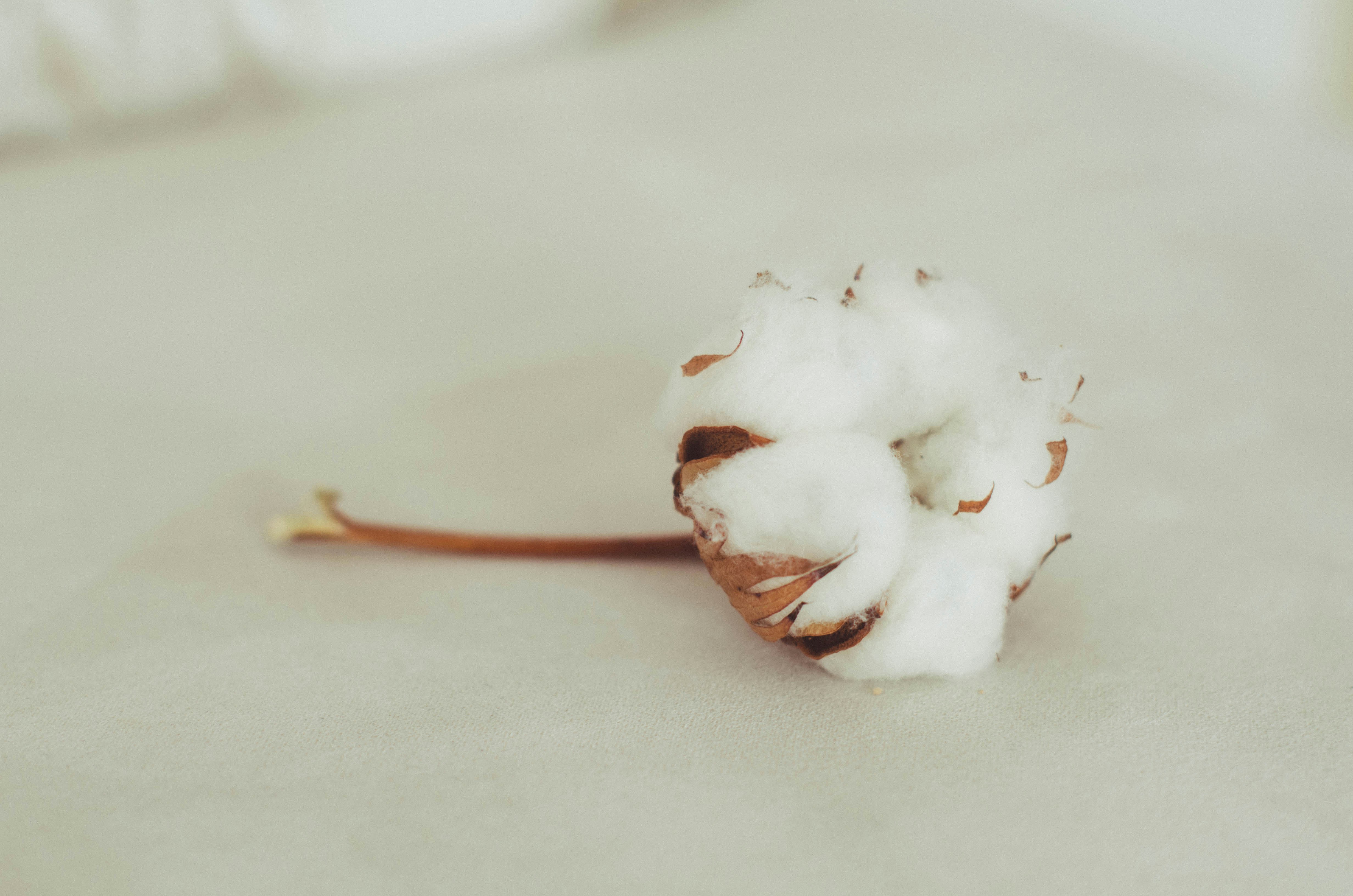 Clove oil on cotton swab