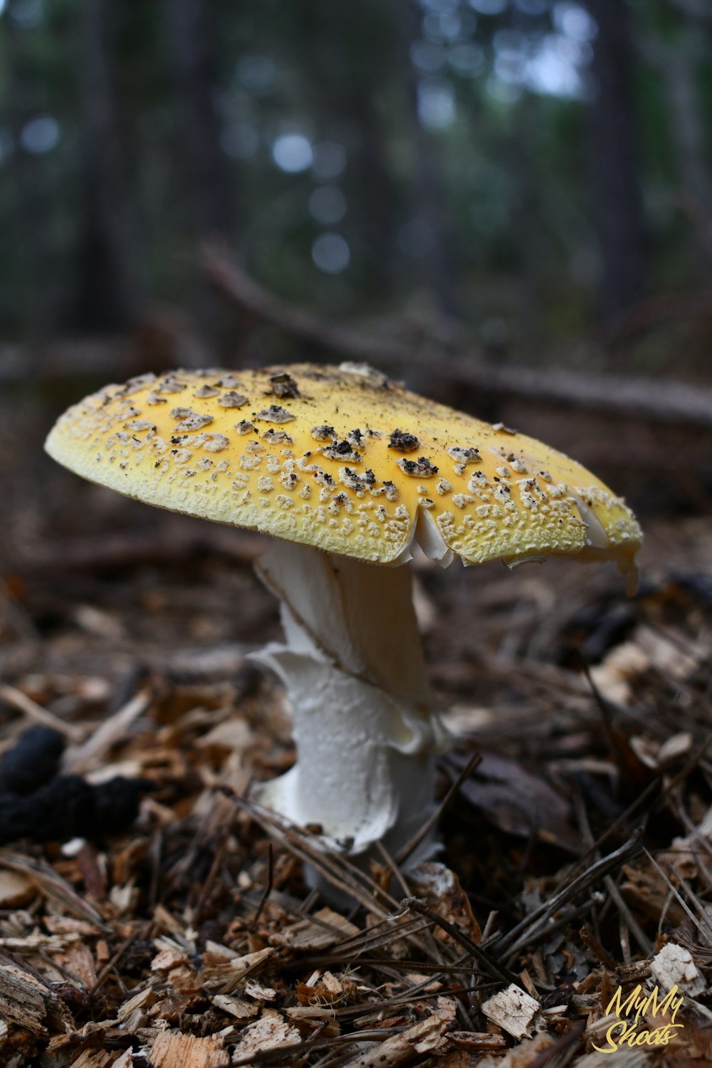 a mushroom growing in the woods