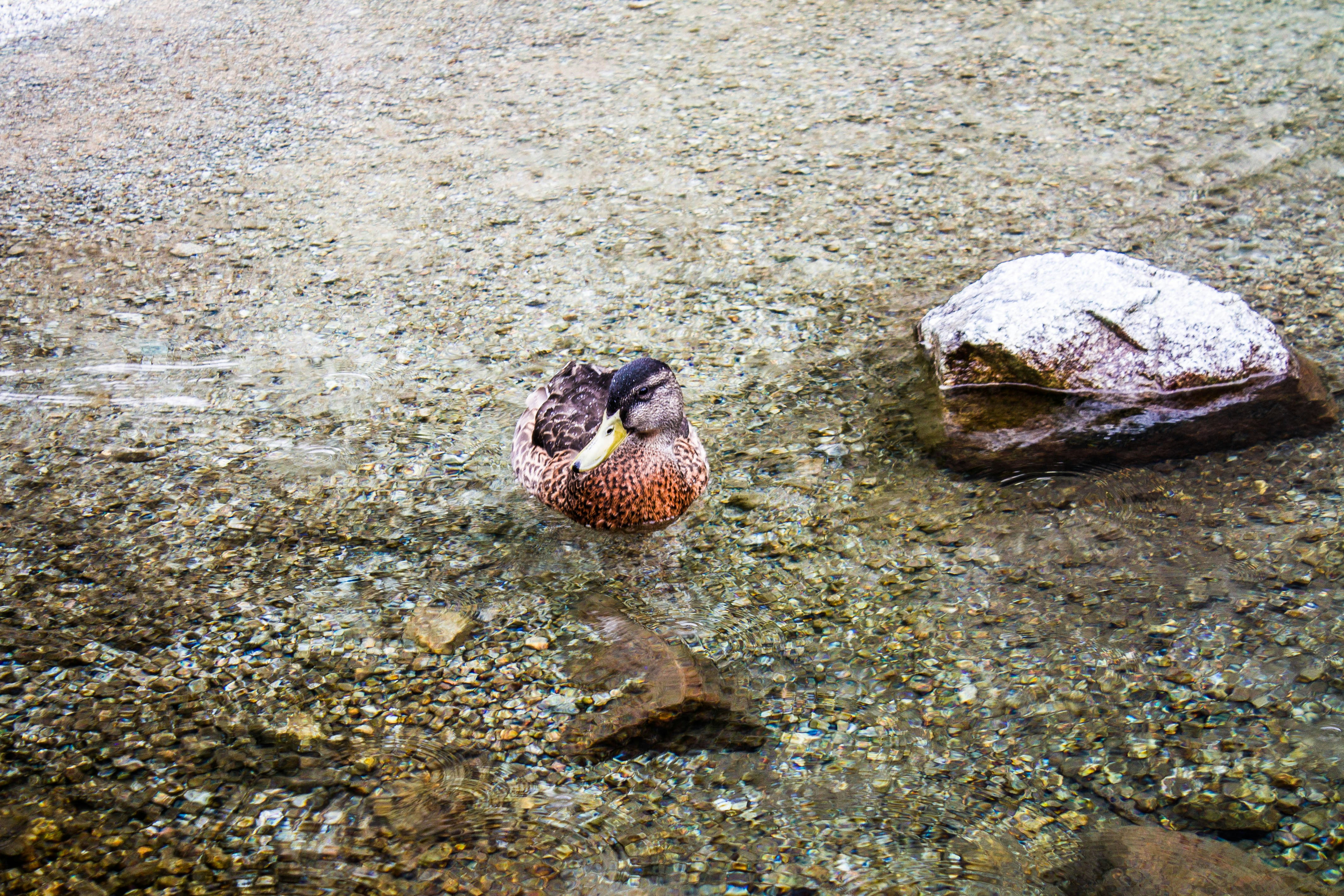 Duck Park