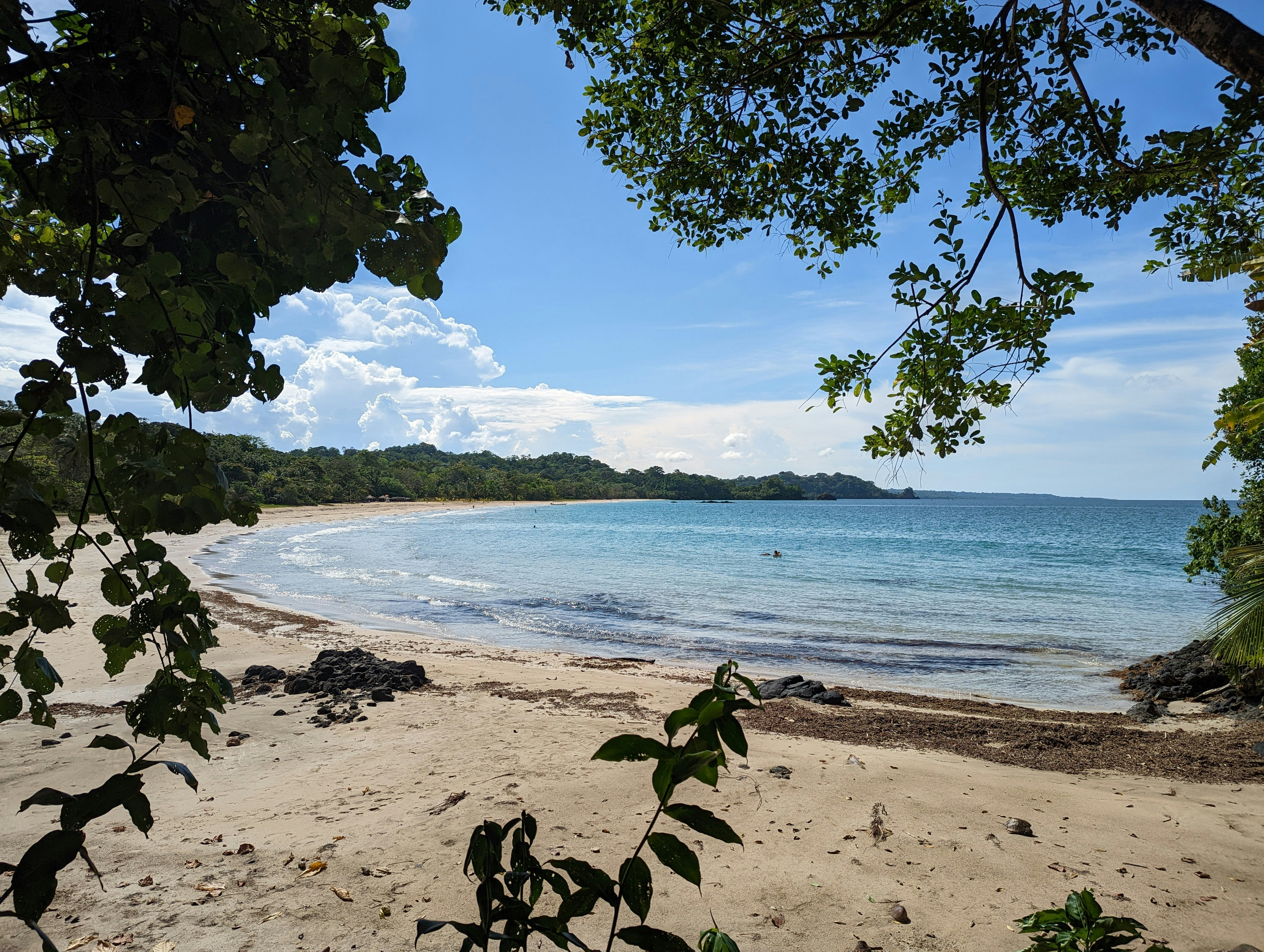 a beach with trees and water