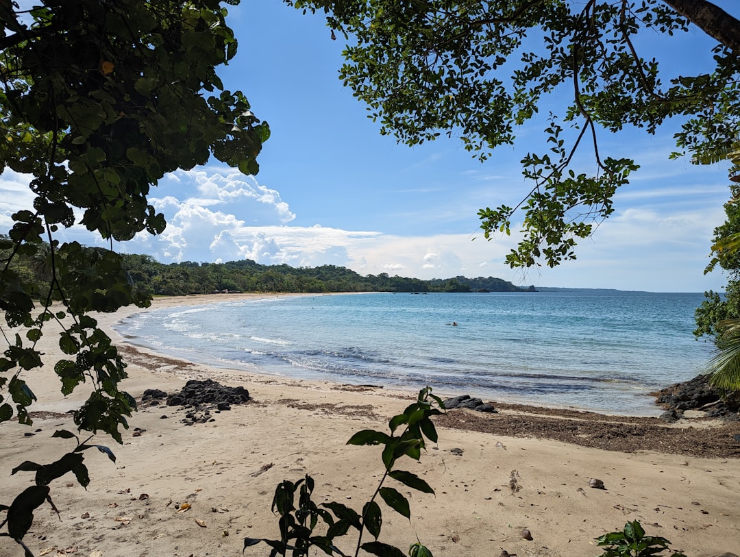 a beach with trees and water
