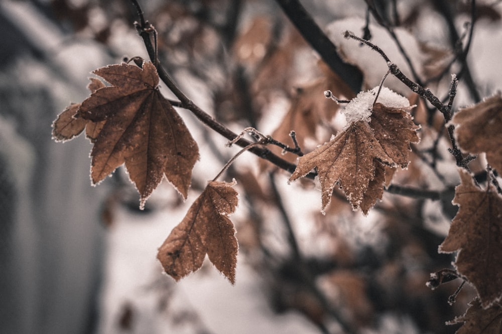 a group of brown leaves on a tree branch