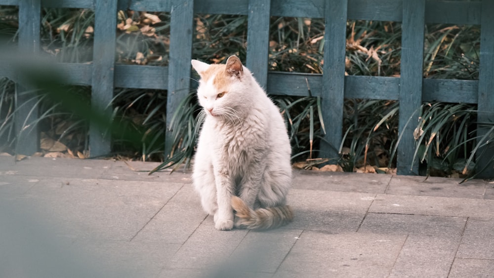 a cat sitting on a brick surface