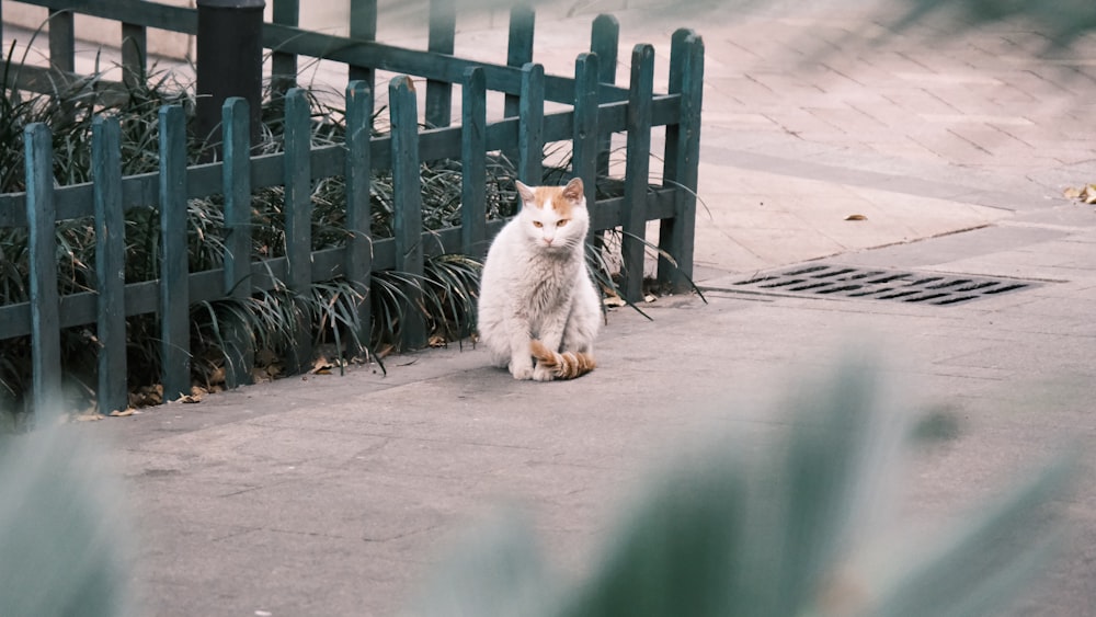 a cat sitting on a sidewalk
