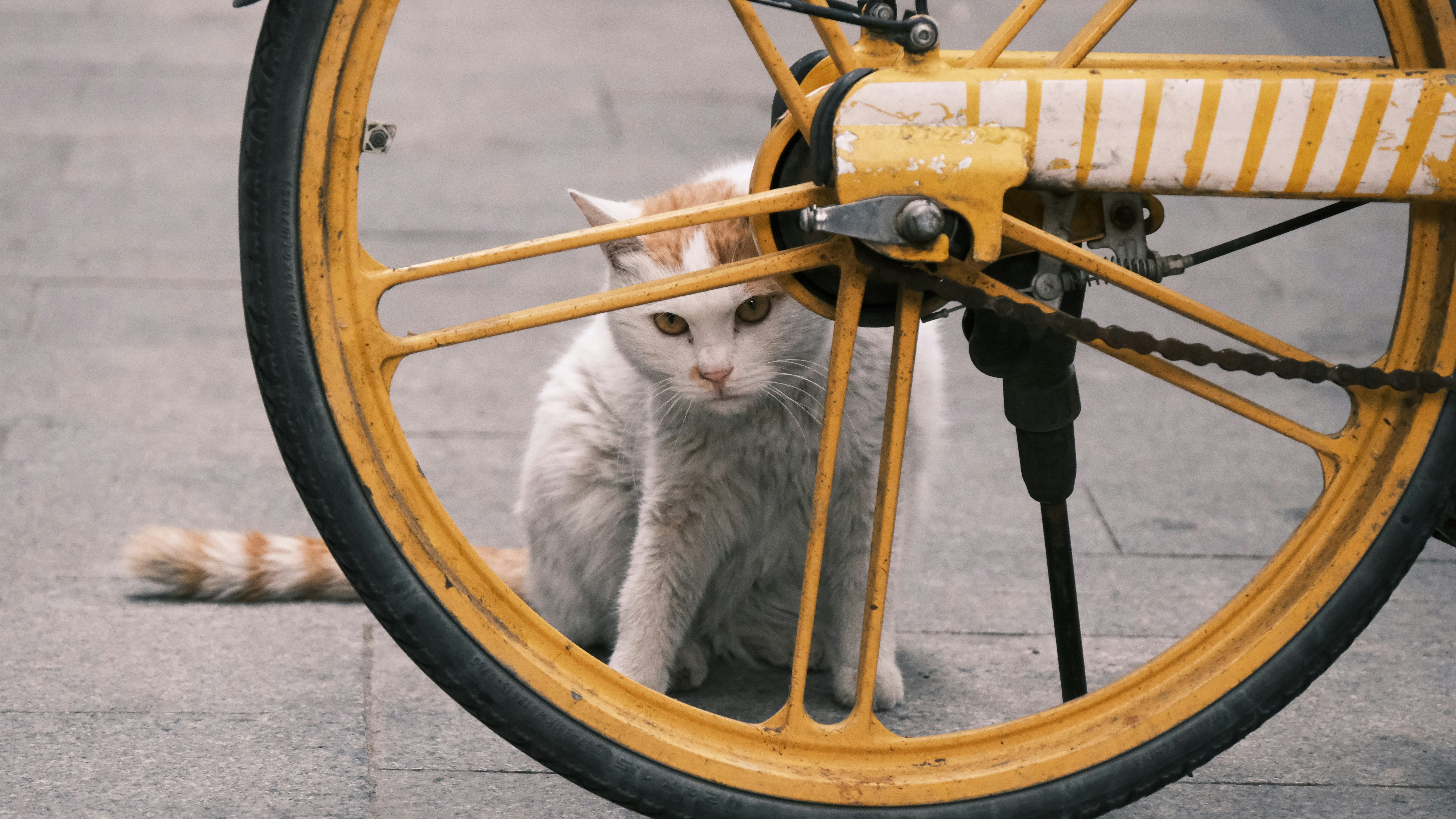 a cat sitting on a bicycle