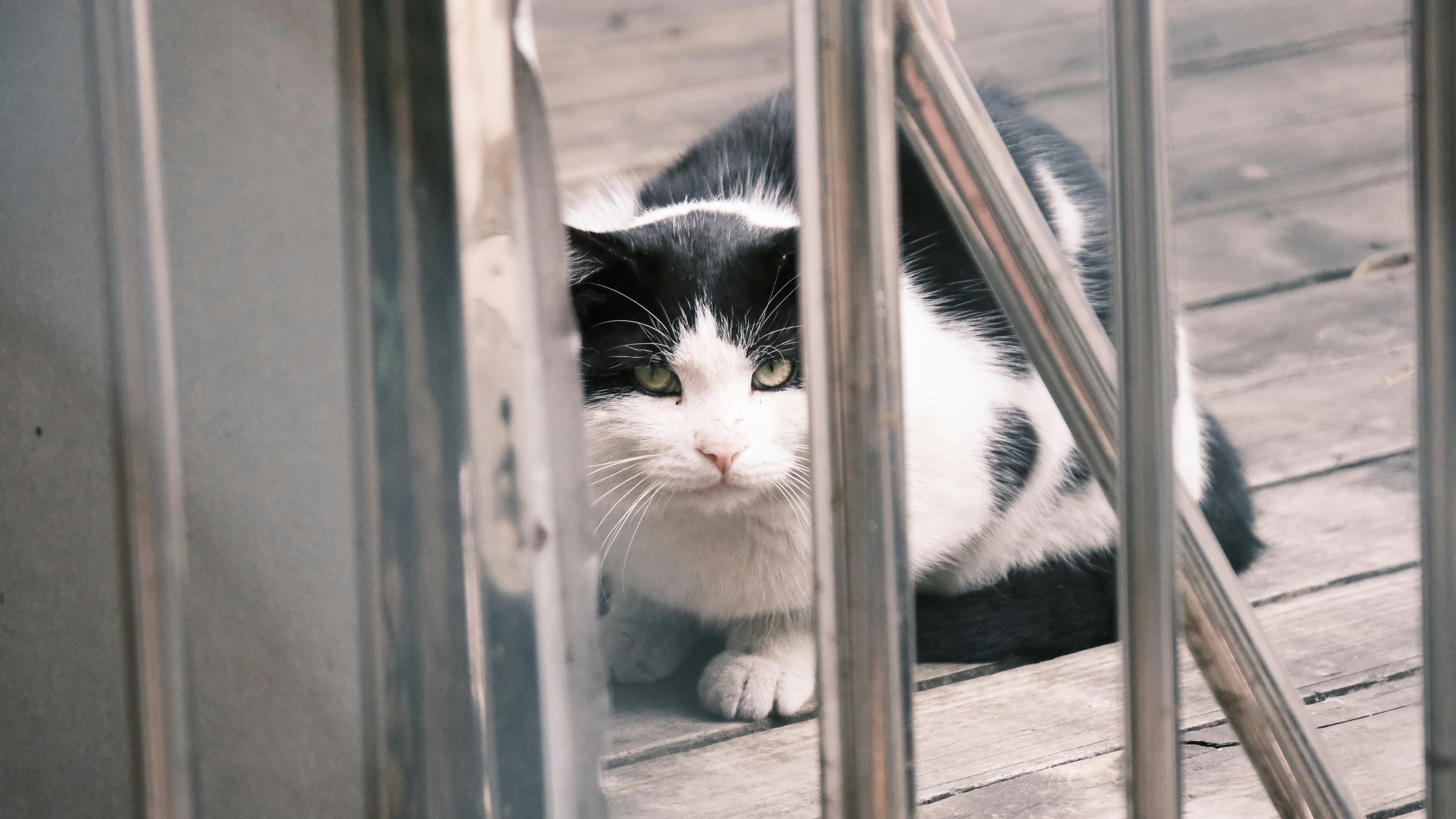 Photo by pestahdurbs