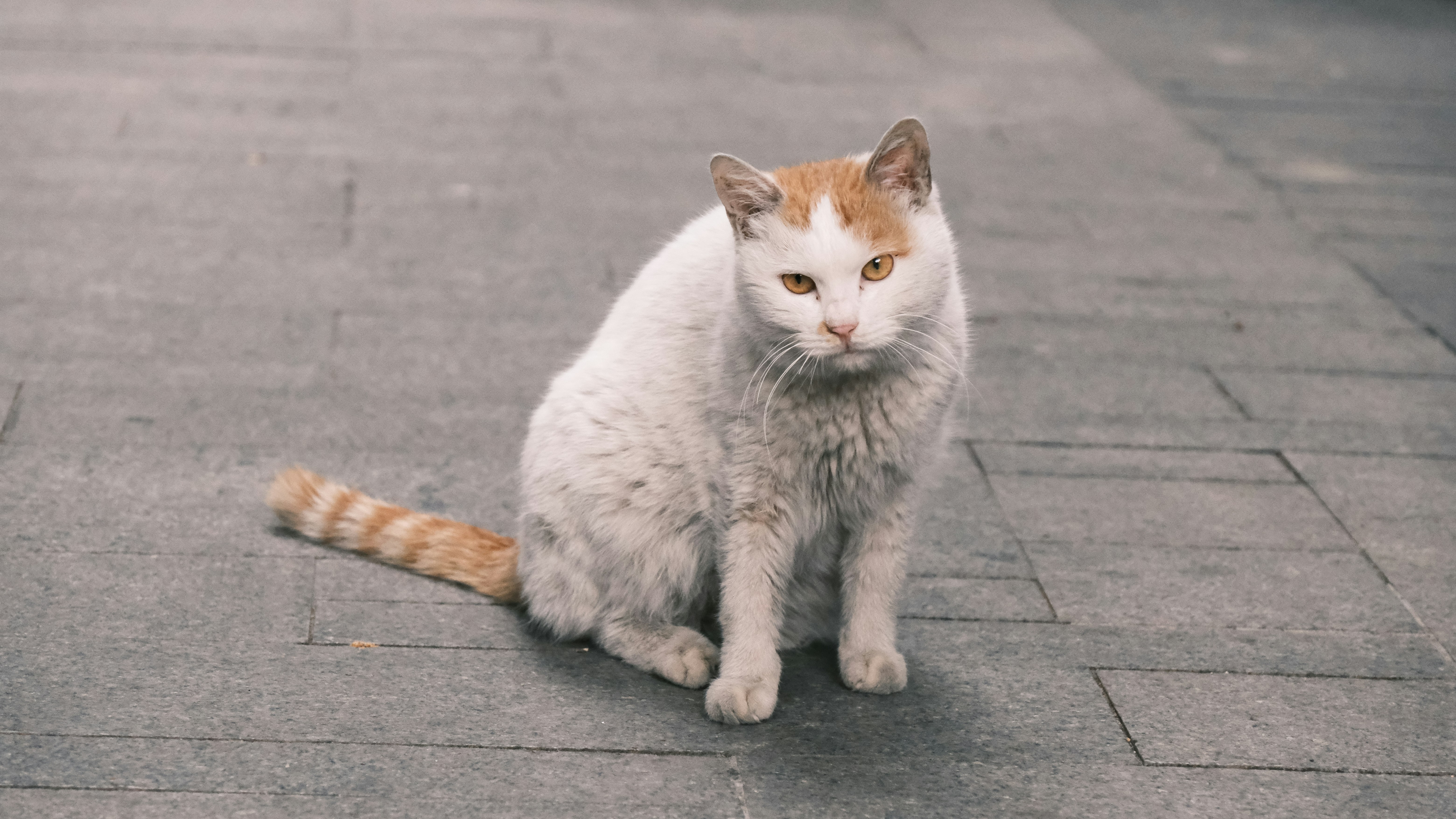 a cat sitting on a sidewalk