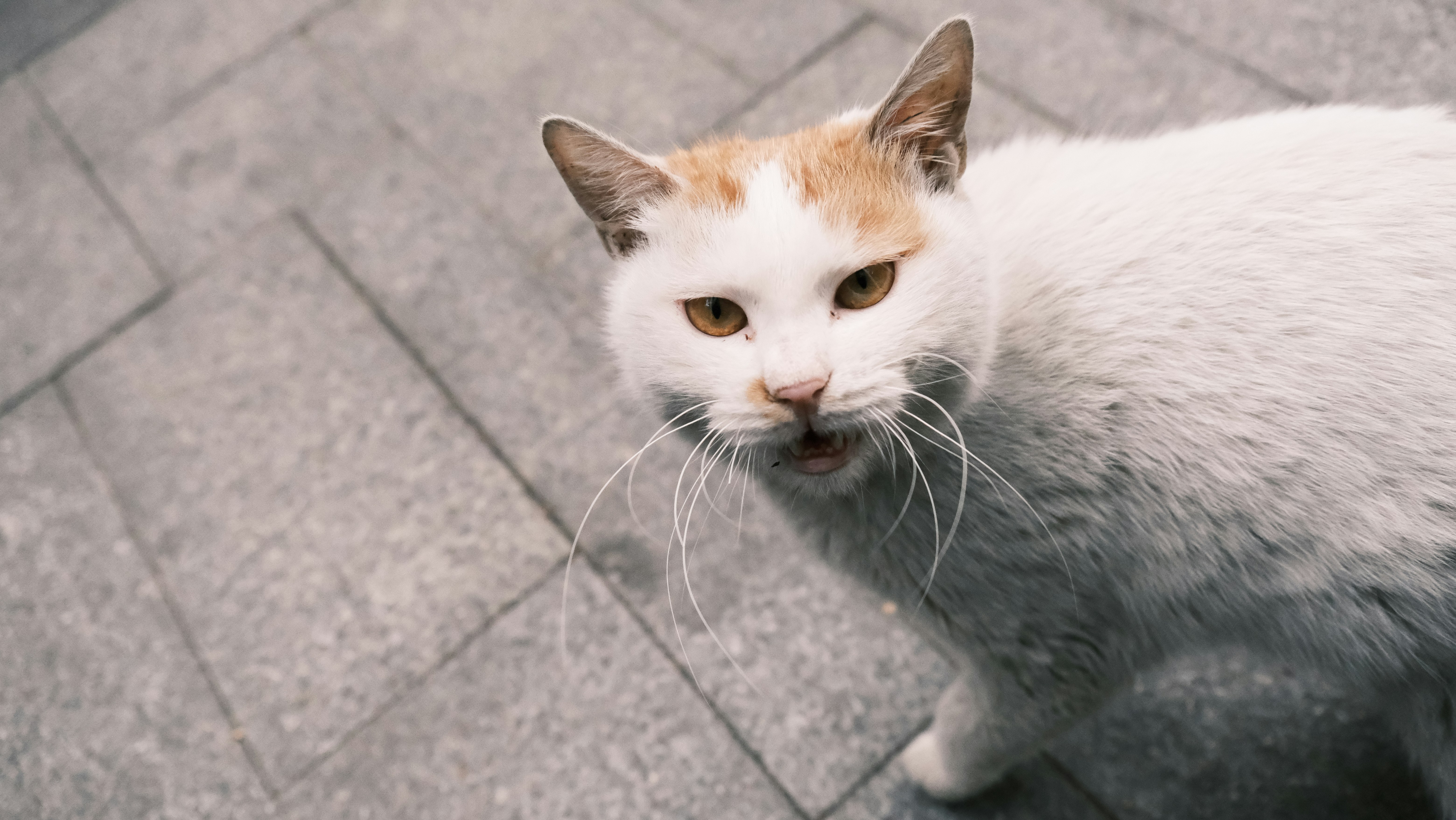 Photo by pestahdurbs