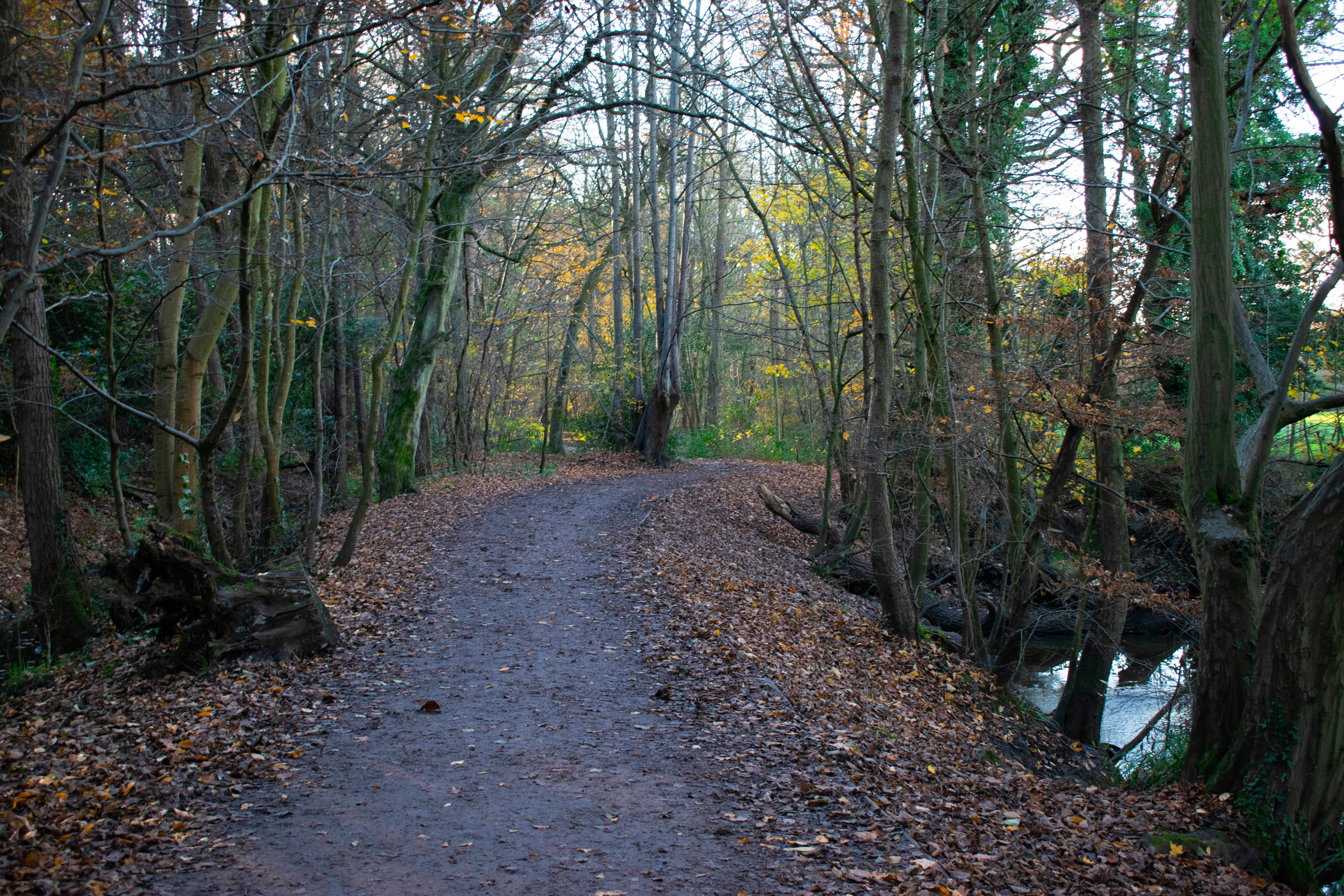 a dirt path through a forest