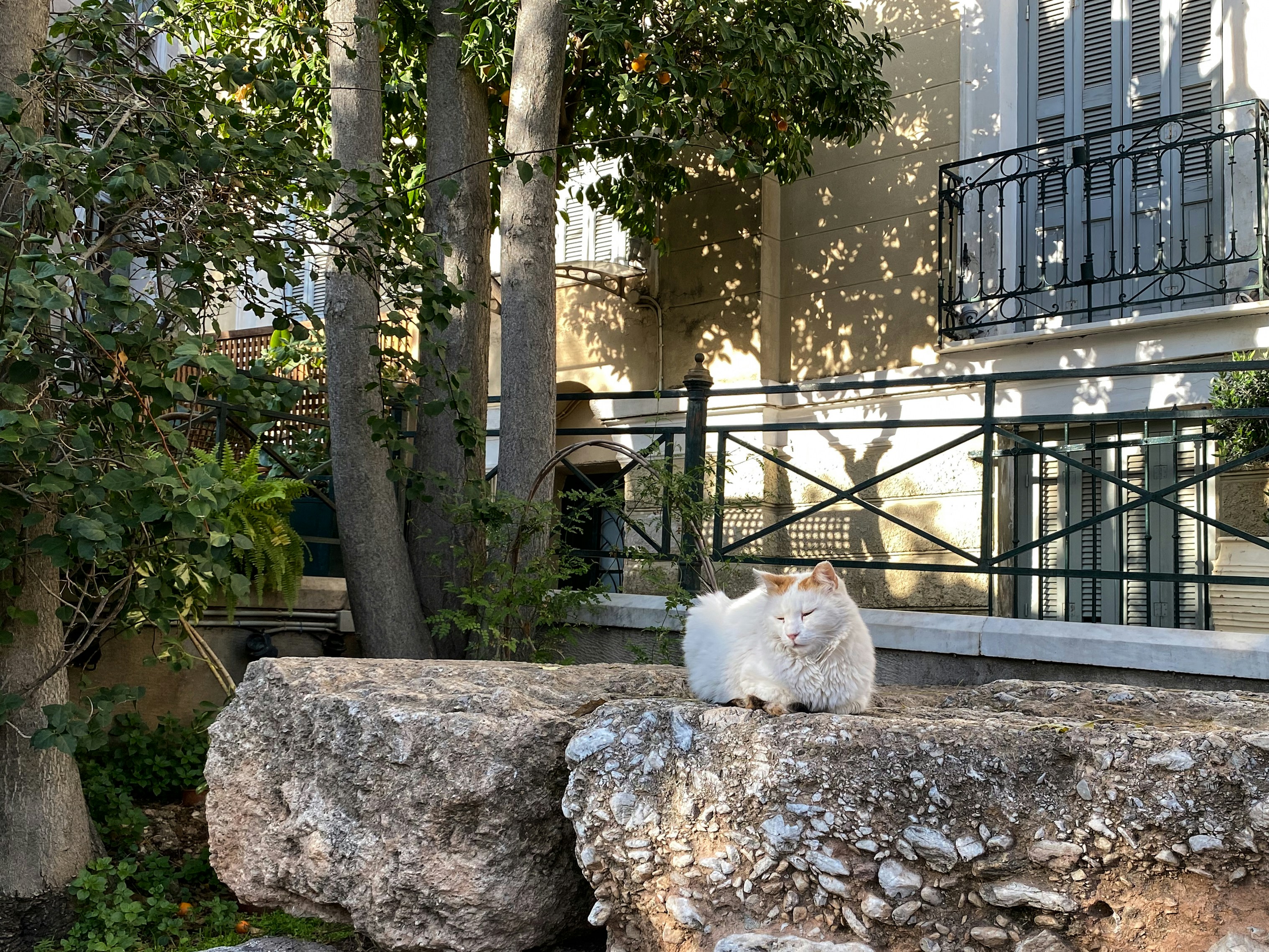 White cat with orange markings resting on ruins