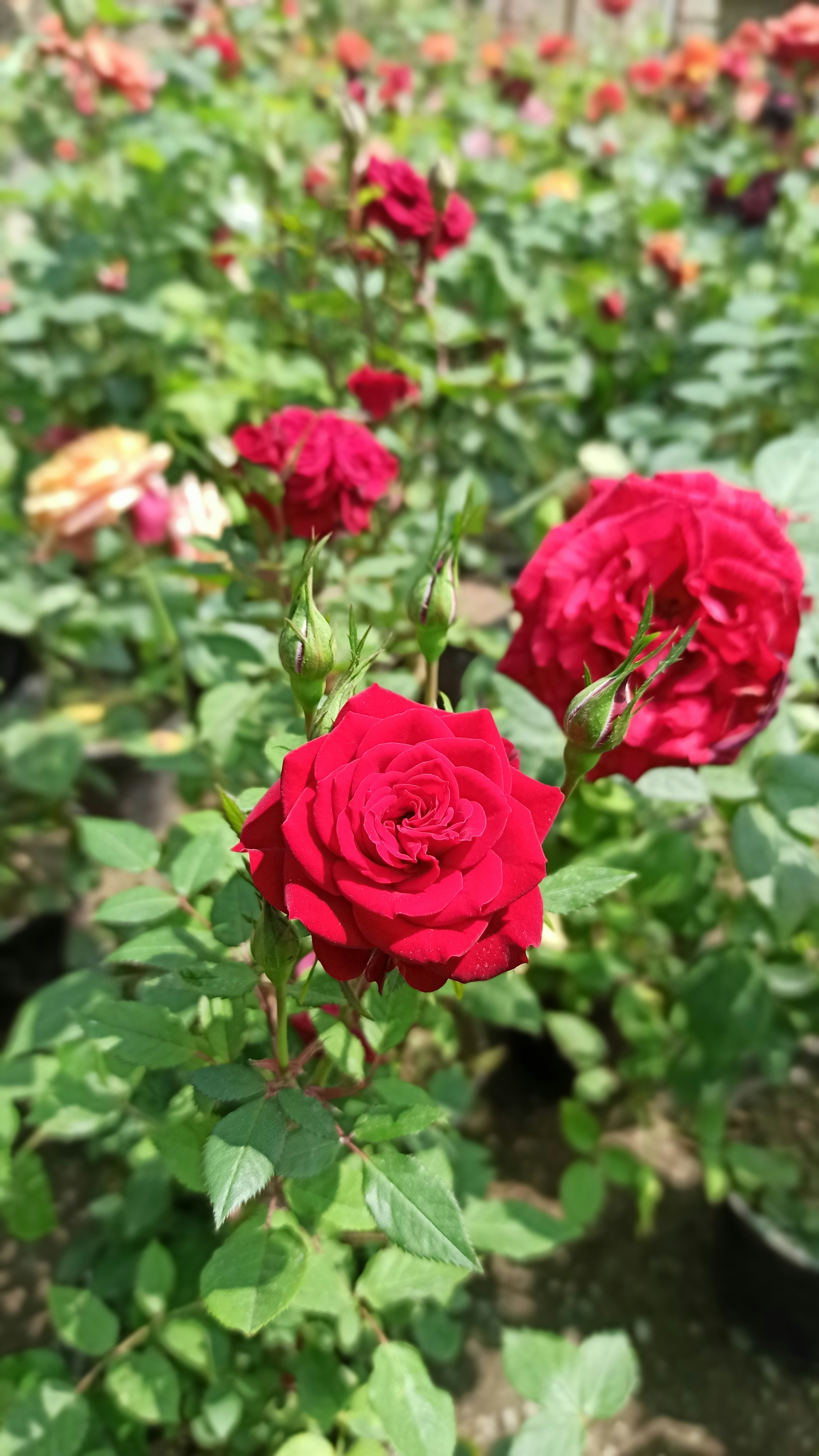 Photo by mojtaba_nt7