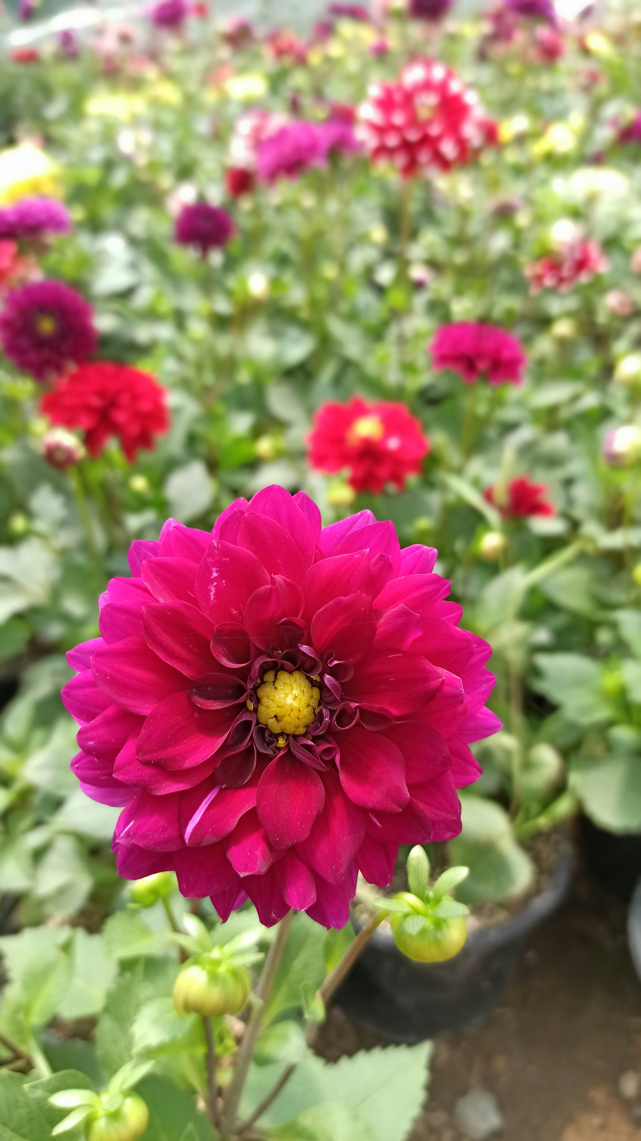 Photo by mojtaba_nt7