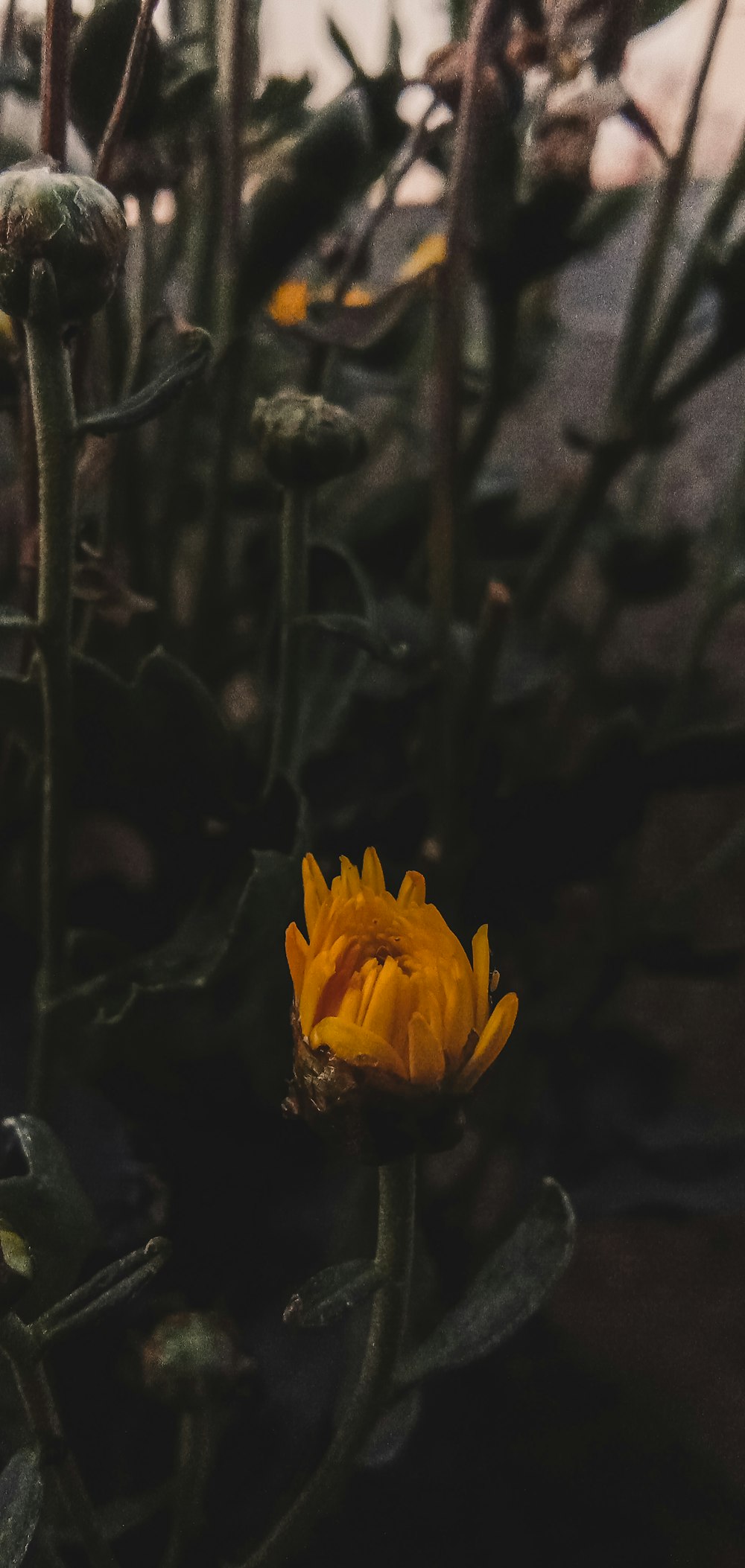 Eine gelbe Blume in einem Garten