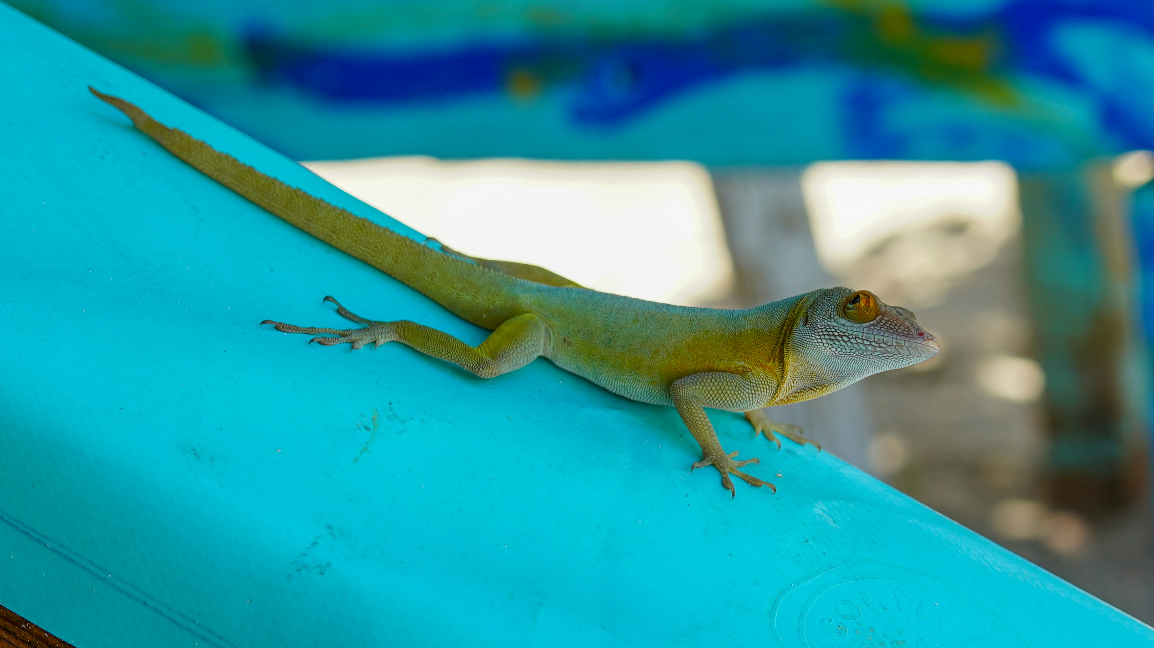 青い表面のトカゲ
