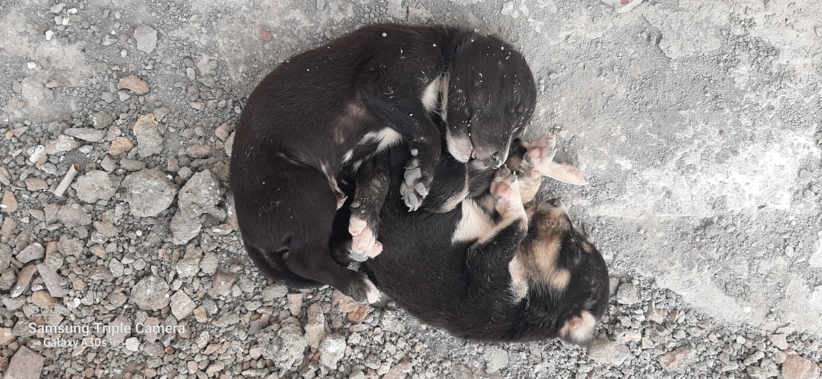 Puppy Growth Stages: From Birth to Adulthood Month by Month