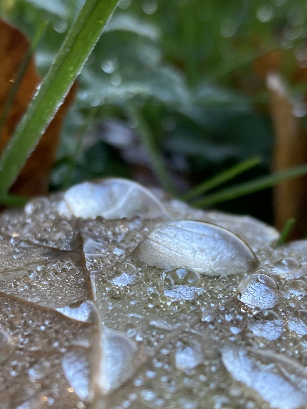 a close up of water droplets on a leaf