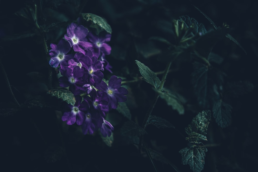 식물에 보라색 꽃
