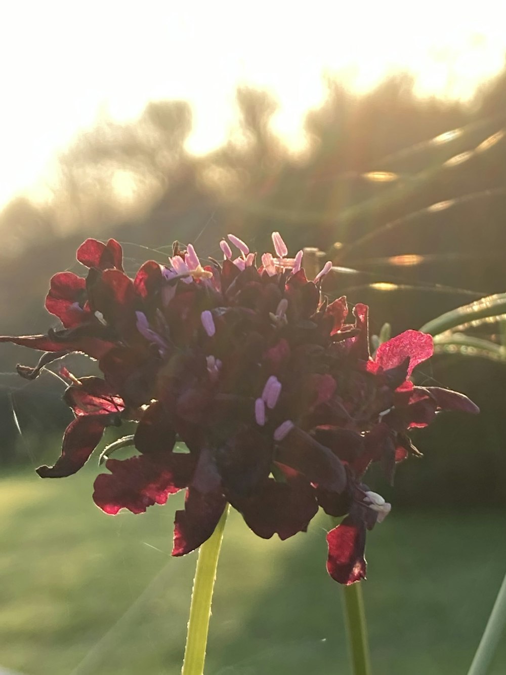 a close up of a flower