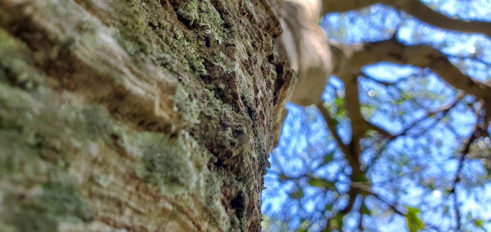 a close up of a tree