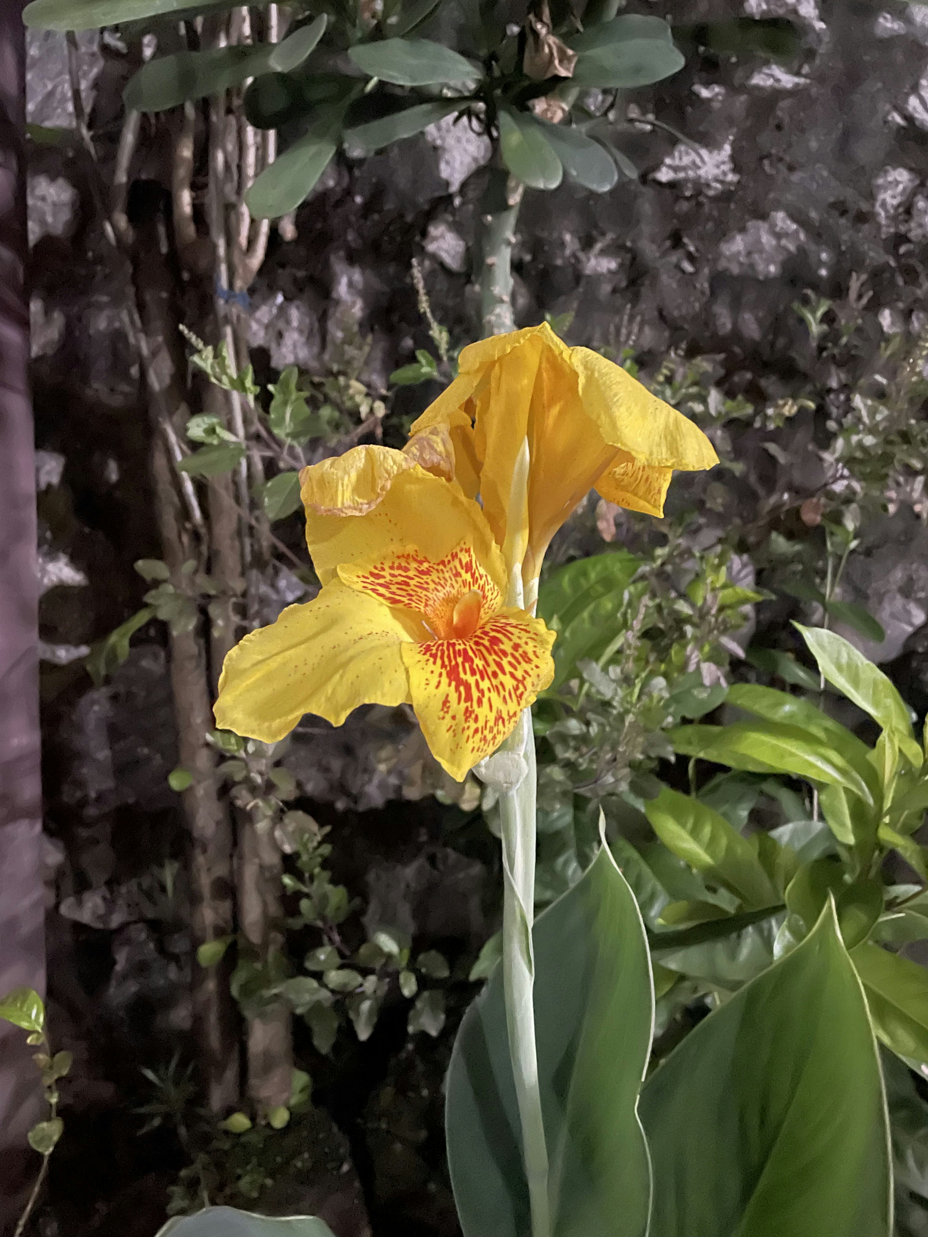 une fleur jaune avec des taches rouges