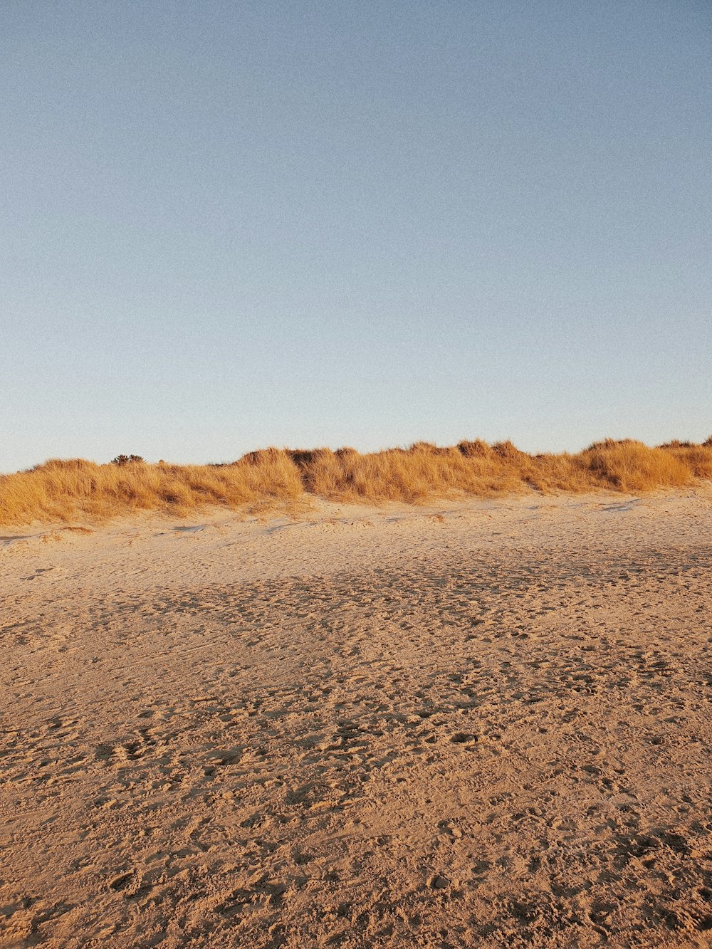 a sandy area with bushes in the background