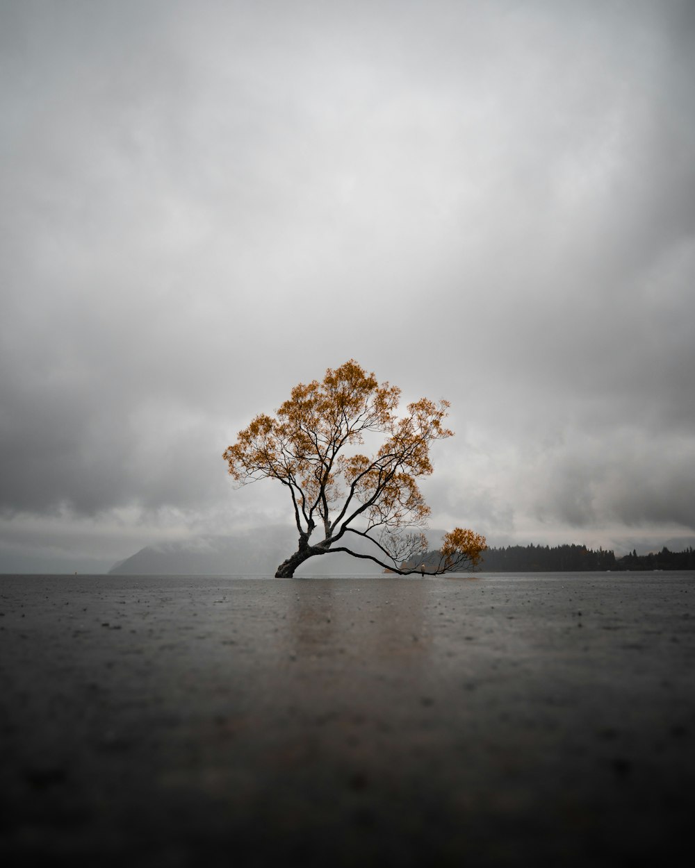 a tree in a field