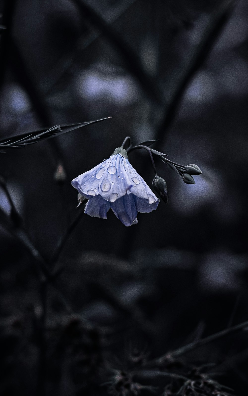 a butterfly on a branch