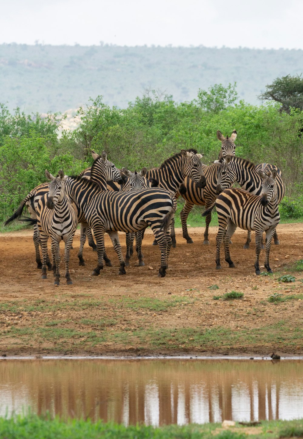 um grupo de zebras atravessa um rio