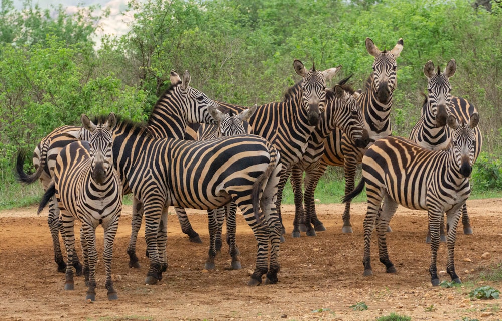 a group of zebras walk across a dirt road
