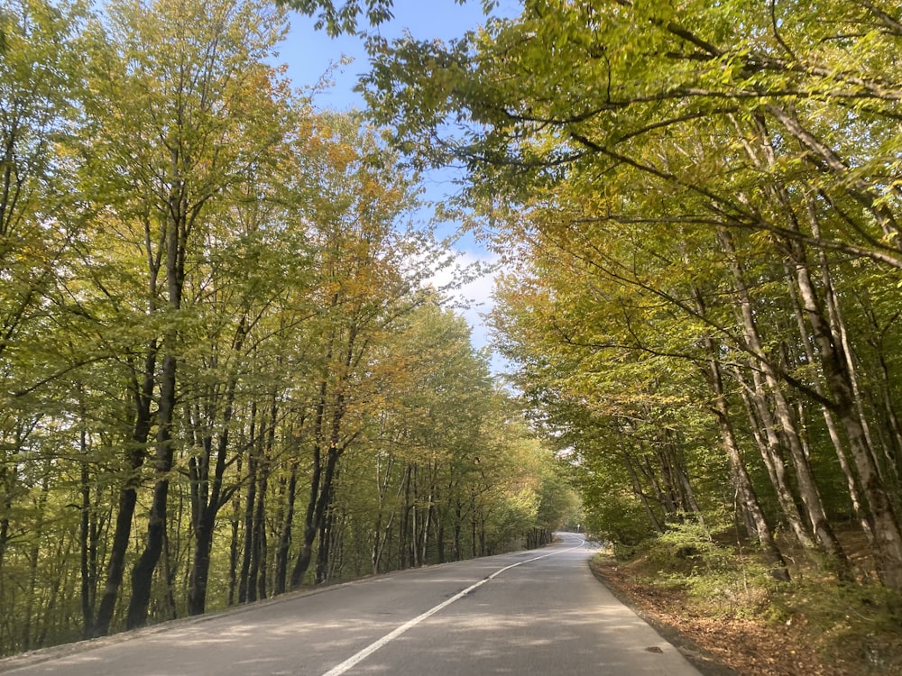 a road with trees on the side