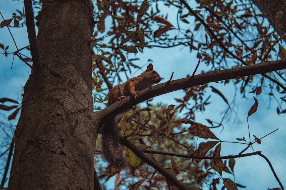 un écureuil sur une branche d’arbre