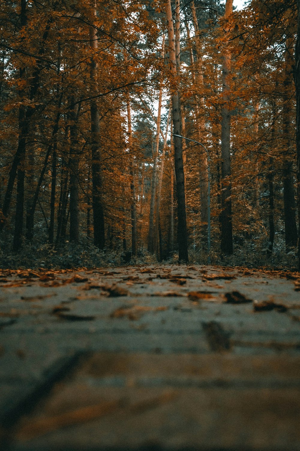 a road with trees on either side